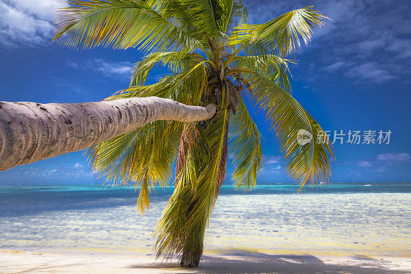 加勒比海Punta Cana - Saona岛的田园诗般的热带棕榈树海滩